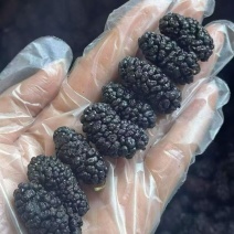 桑葚干可地摊商超餐饮可视频看货现货供应