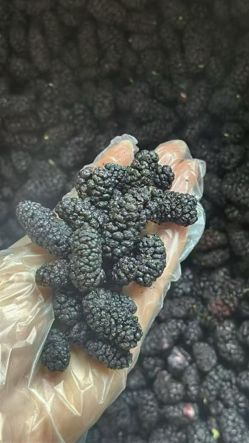 桑葚干可地摊商超餐饮可视频看货现货供应