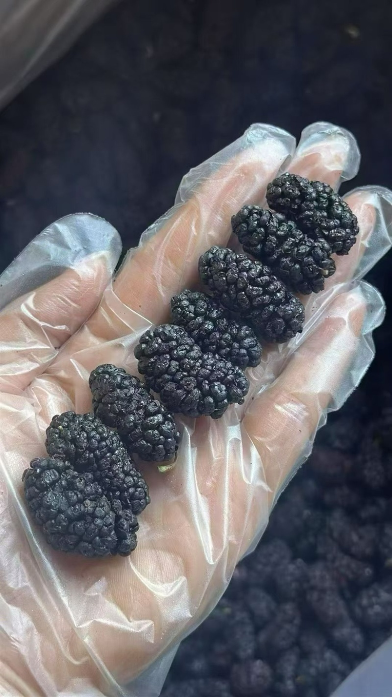 桑葚干可地摊商超餐饮可视频看货现货供应