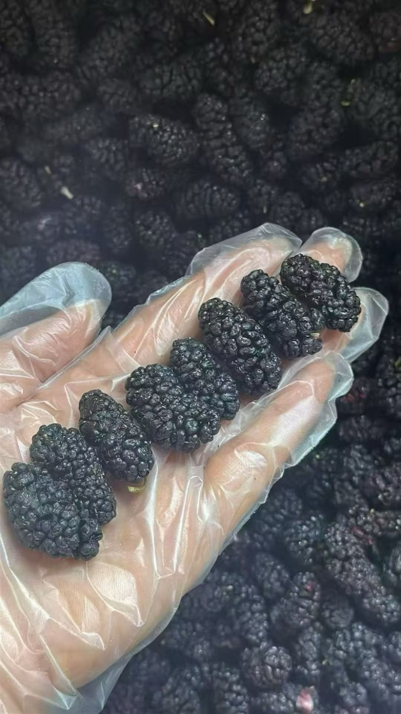 桑葚干可地摊商超餐饮可视频看货现货供应