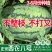 正宗懒汉西瓜苗8424西瓜苗美都红玉各种蔬菜苗