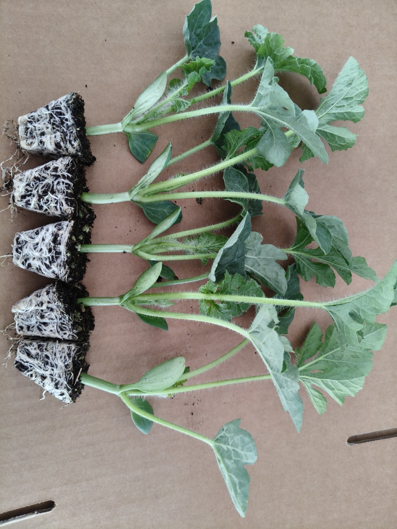 正宗懒汉西瓜苗8424西瓜苗美都红玉各种蔬菜苗