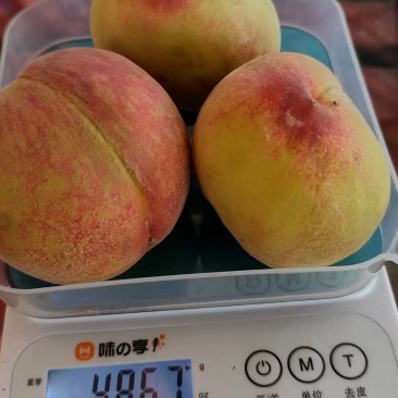 《畅销》优质老树黄桃保质保量口感好，肉脆甜微酸黄肉红皮