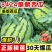 正宗懒汉西瓜苗8424西瓜苗美都红玉各种蔬菜苗