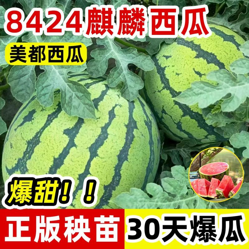 正宗懒汉西瓜苗8424西瓜苗美都红玉各种蔬菜苗