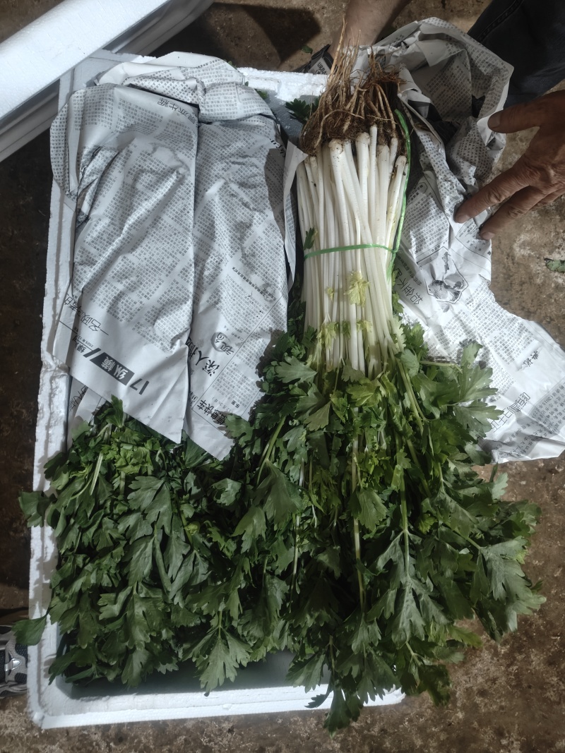 精品白芹货源充足产地直发量大从优质量保证诚信经营