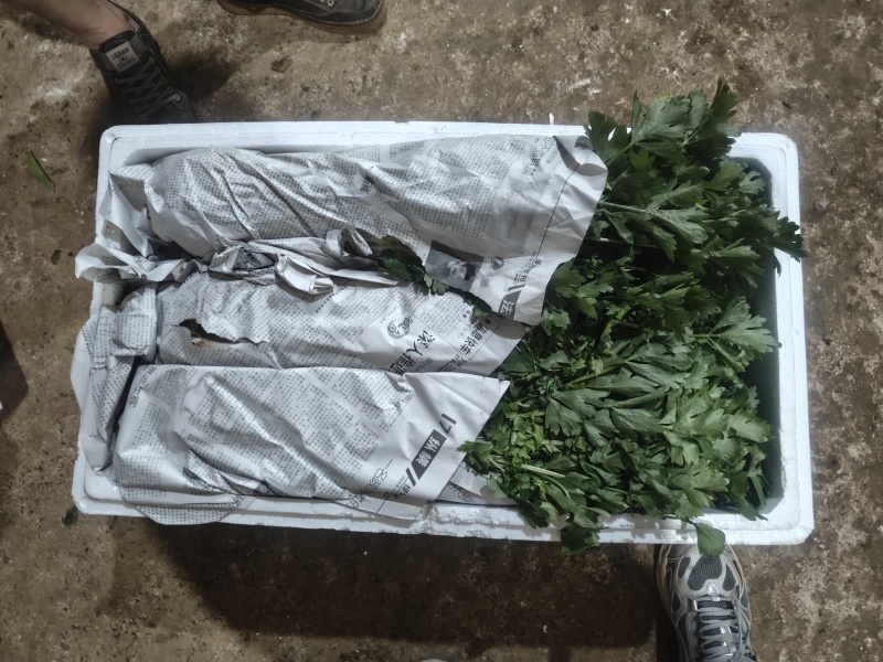 精品白芹货源充足产地直发量大从优质量保证诚信经营