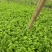 精品白芹货源充足产地直发量大从优质量保证诚信经营