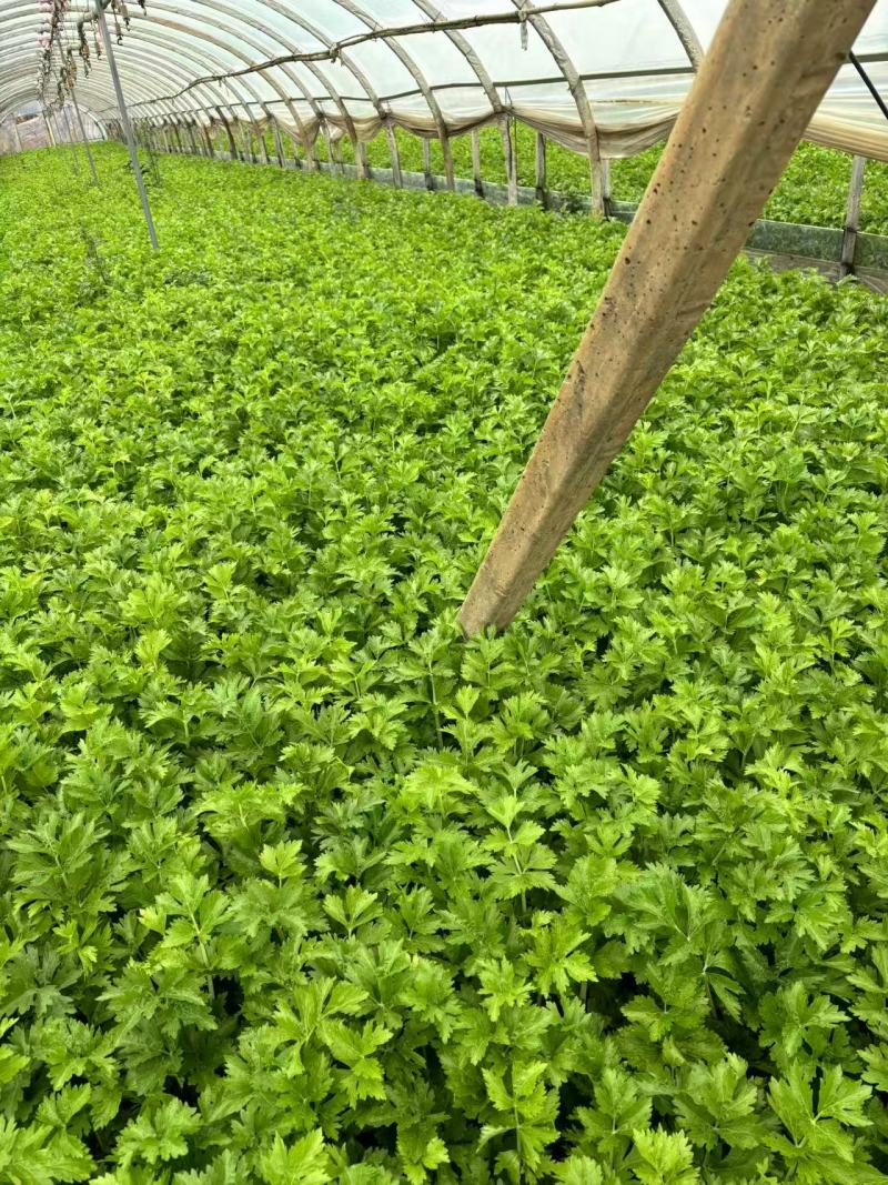 精品白芹货源充足产地直发量大从优质量保证诚信经营