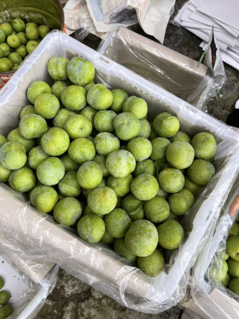 【精选】脆甜多汁爽口产地直发一手货源大量供应质优