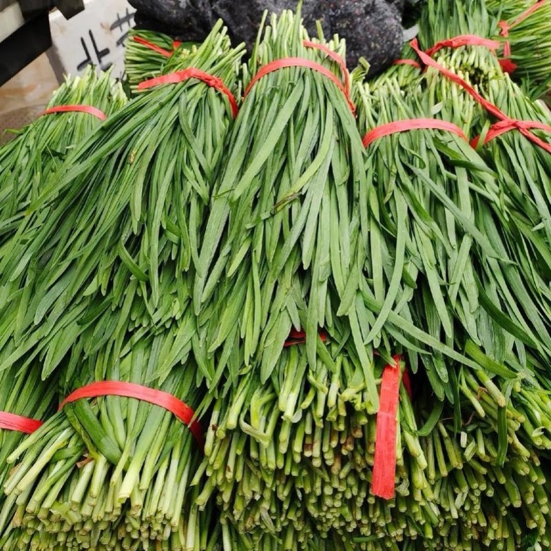 韭菜，种在