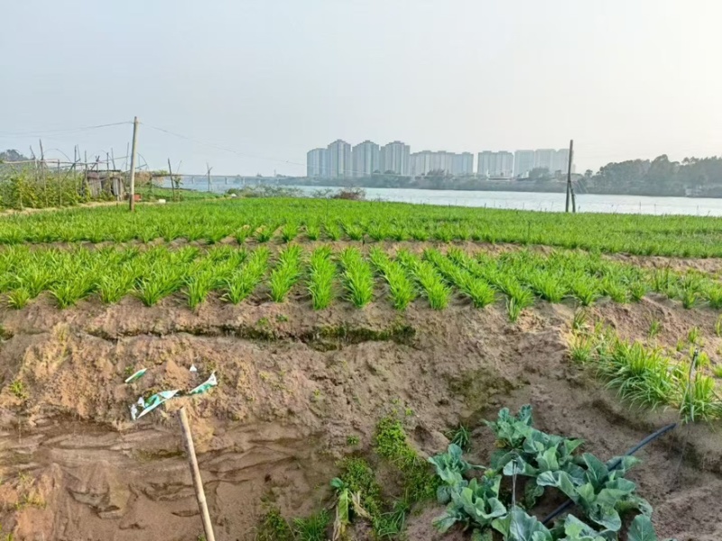 韭菜，种在