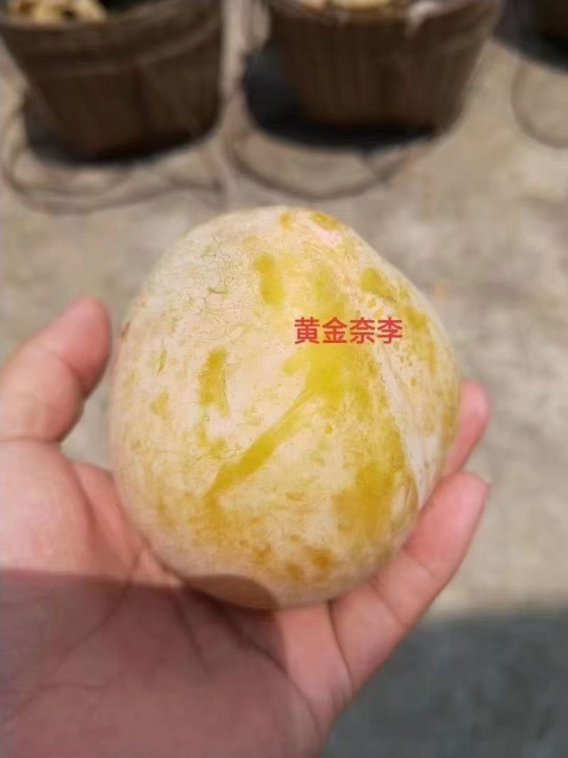 黄金奈李苗口感纯甜