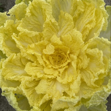 大白菜