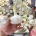 扒皮蒜，大量供应，代发全国各大市场电商平台社区团购大型超