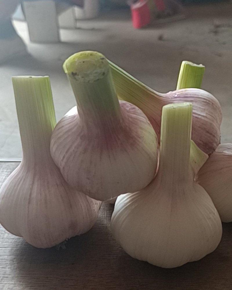鲜蒜，蒜头，扒皮蒜供应各大市场，加工厂，电商，社区团购