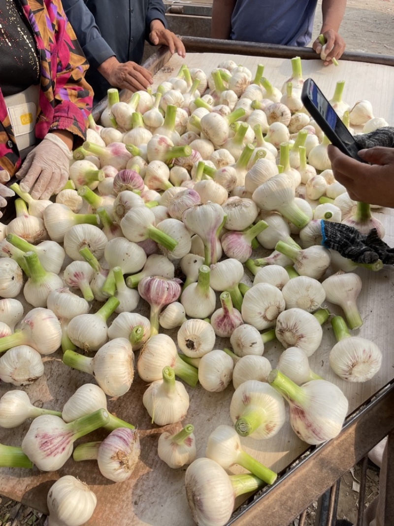 鲜蒜，蒜头，扒皮蒜供应各大市场，加工厂，电商，社区团购