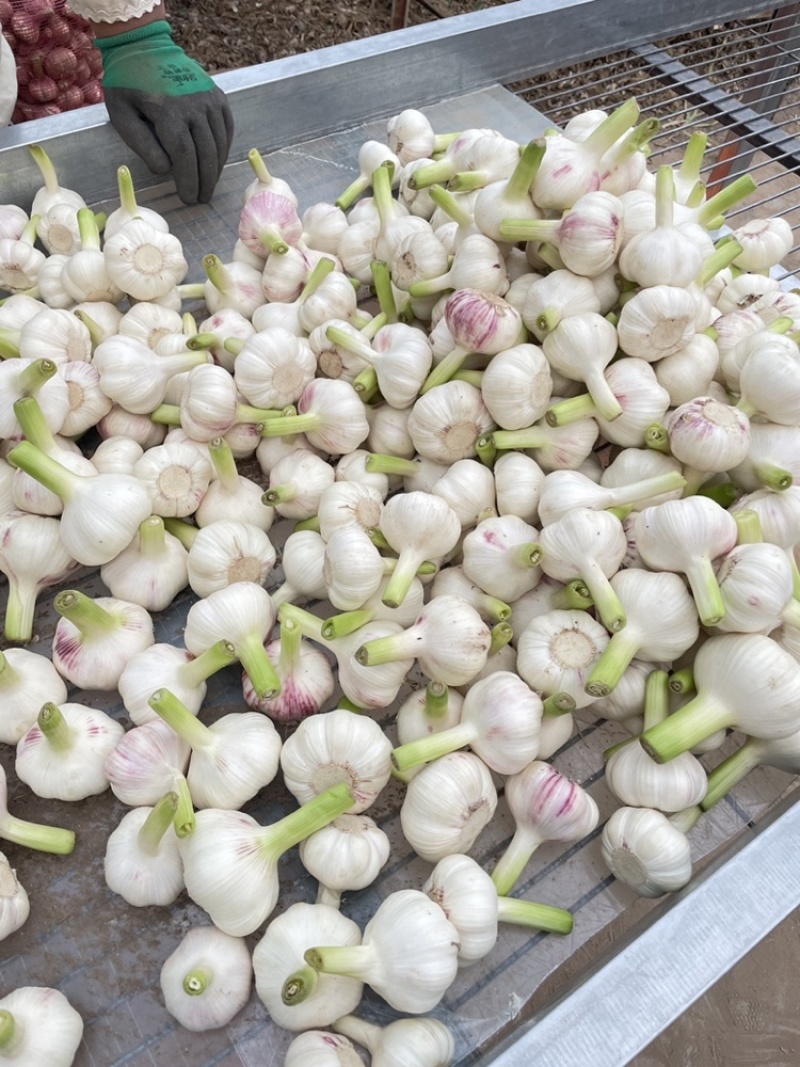鲜蒜，蒜头，扒皮蒜供应各大市场，加工厂，电商，社区团购