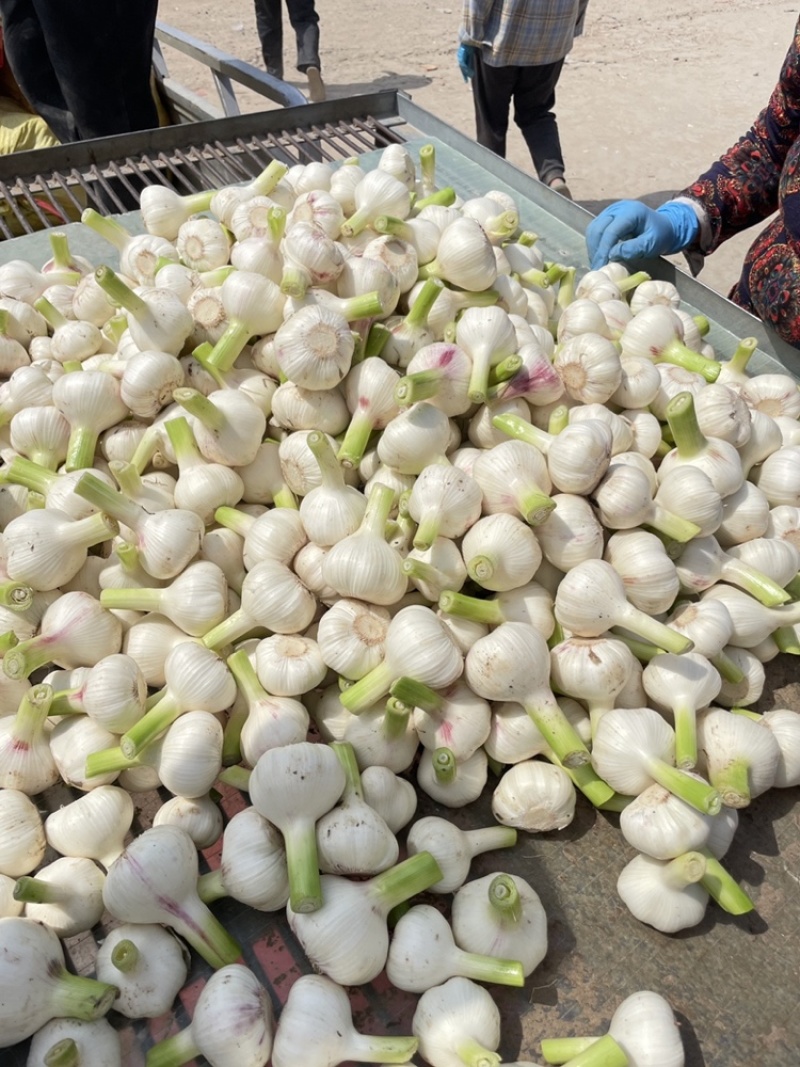 鲜蒜，蒜头，扒皮蒜供应各大市场，加工厂，电商，社区团购