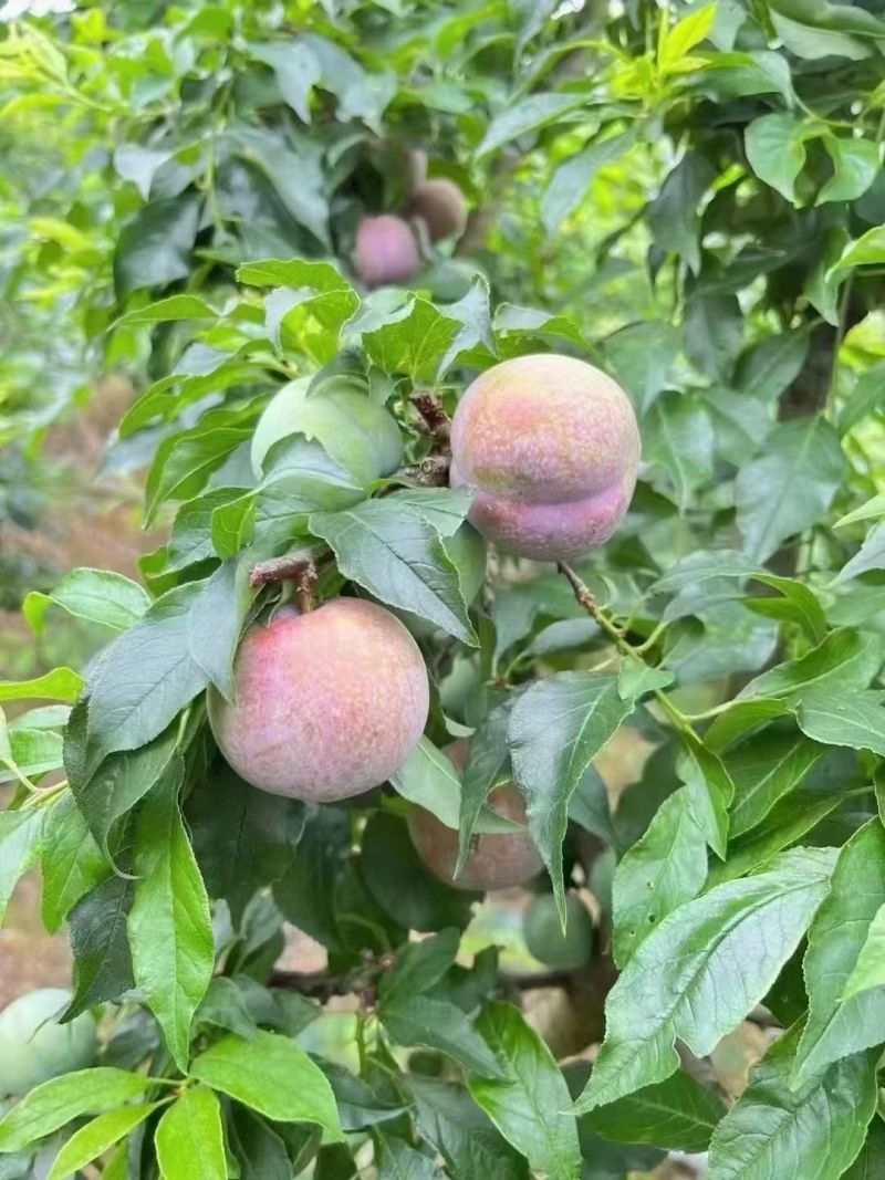 钱排银妃三华李