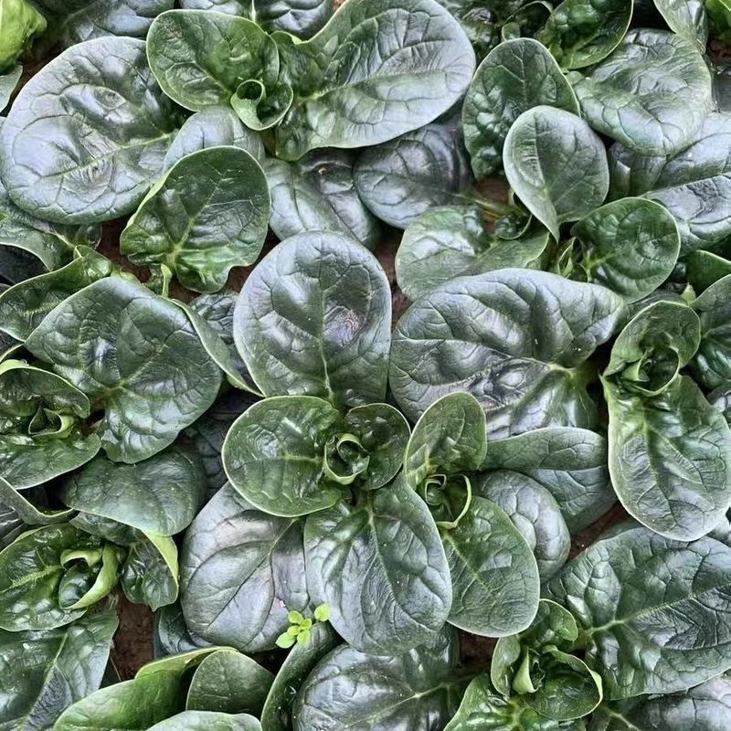 绿火夏播王菠菜种子耐热耐寒抗病抗抽苔高产晚春越夏早秋播菠