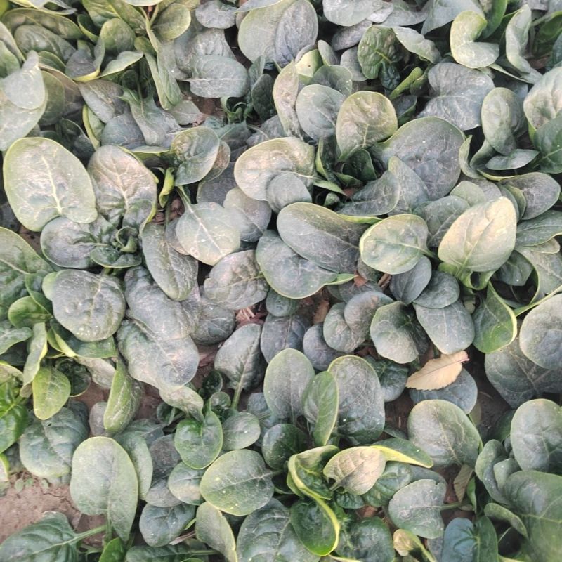 绿火夏播王菠菜种子耐热耐寒抗病抗抽苔高产晚春越夏早秋播菠