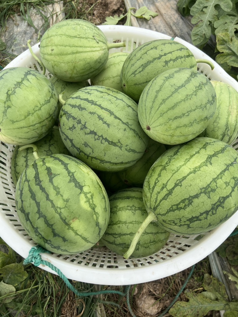 精品嘉秀小西瓜