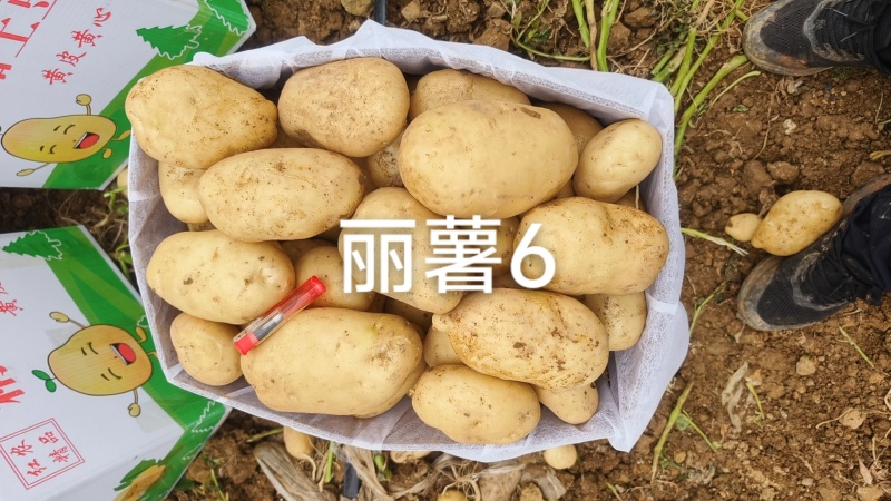 土豆沃土，v7实验一，希森，雪川红。可视频看货