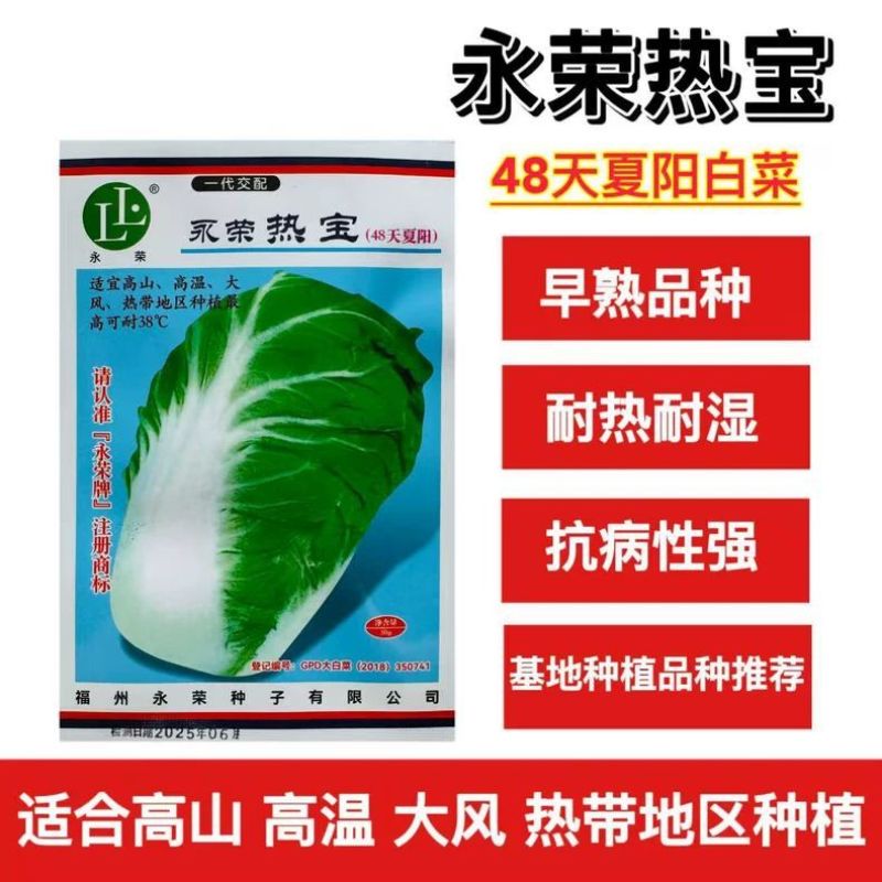 永荣热宝48天夏阳白菜种子早熟耐高温纤维少色淡绿夏阳白菜