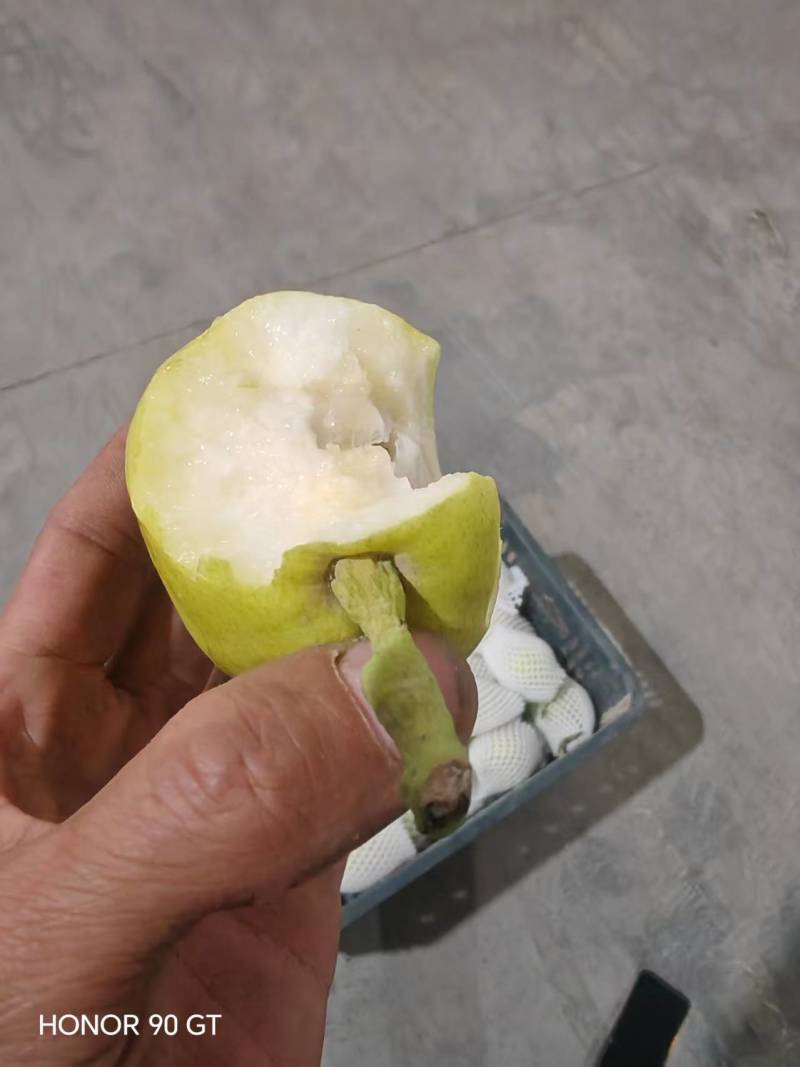 库尔勒香梨分级精品
