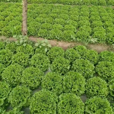 硕源雨荷深绿型散叶生菜种子早熟褶皱耐热耐寒大速生散叶生菜