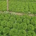 硕源雨荷深绿型散叶生菜种子早熟褶皱耐热耐寒大速生散叶生菜