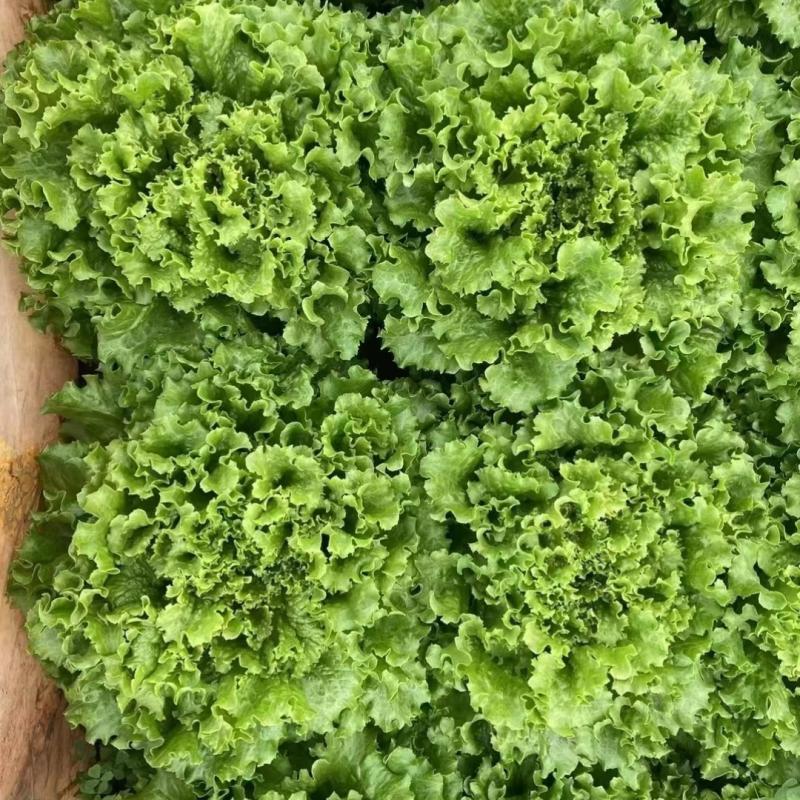 硕源雨荷深绿型散叶生菜种子早熟褶皱耐热耐寒大速生散叶生菜