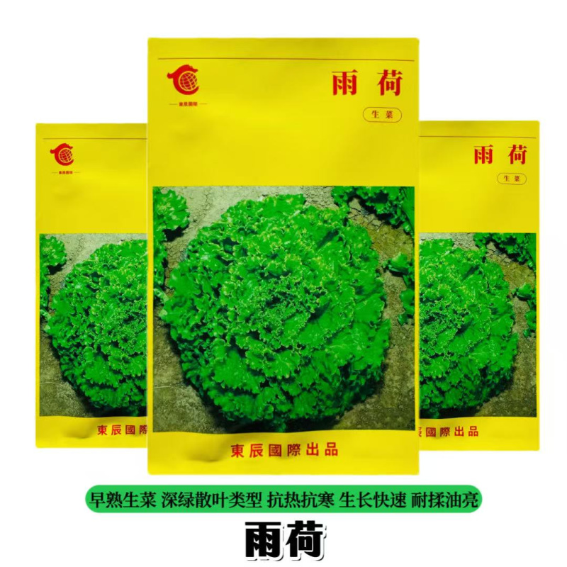 硕源雨荷深绿型散叶生菜种子早熟褶皱耐热耐寒大速生散叶生菜