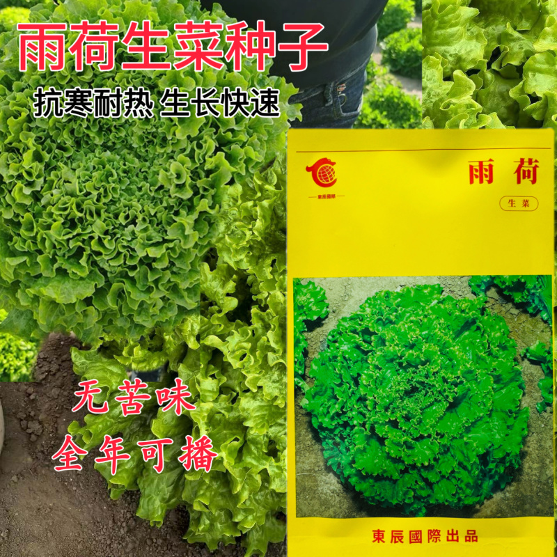 硕源雨荷深绿型散叶生菜种子早熟褶皱耐热耐寒大速生散叶生菜