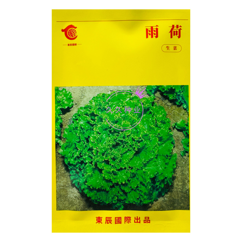 硕源雨荷深绿型散叶生菜种子早熟褶皱耐热耐寒大速生散叶生菜