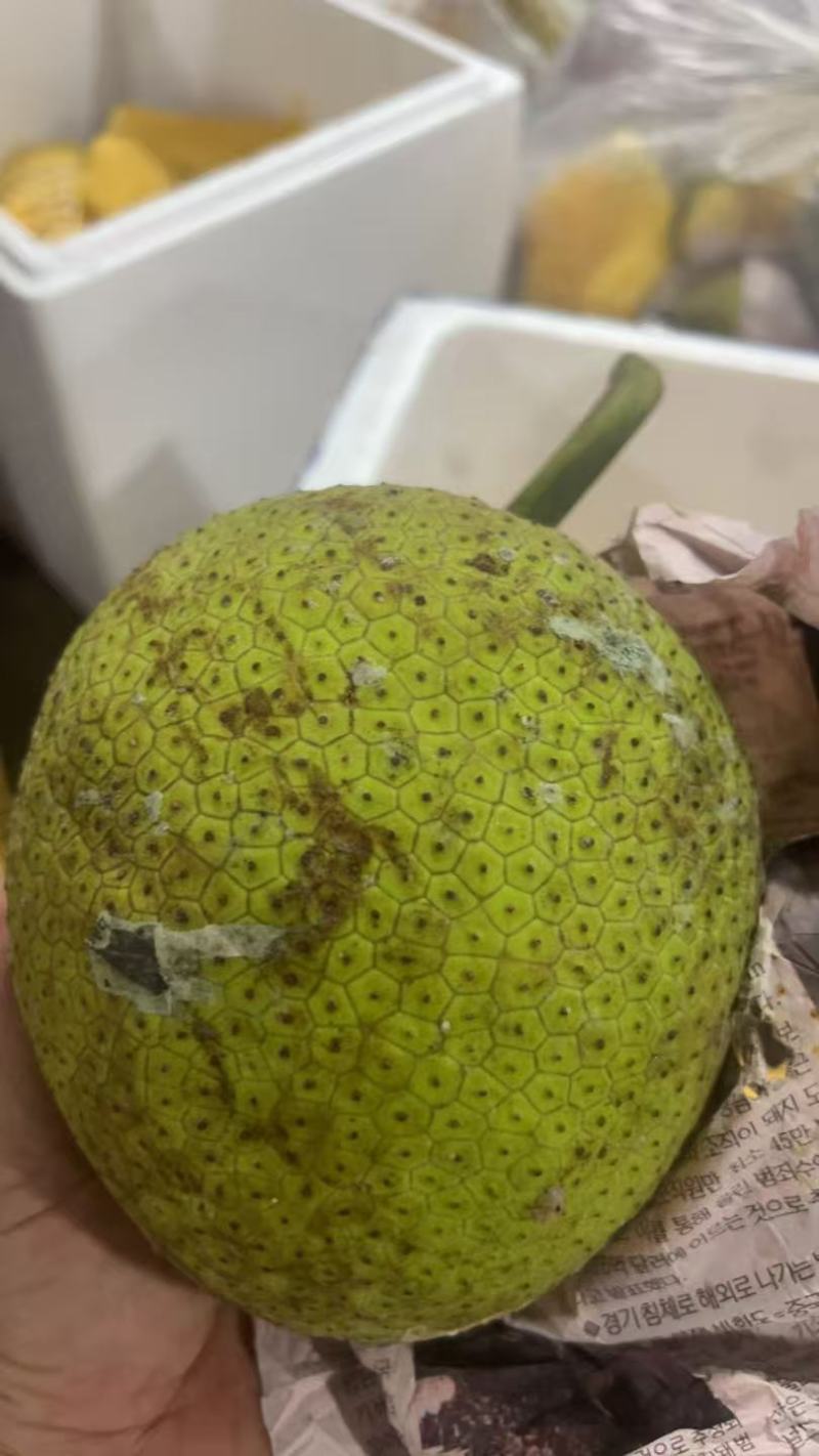 新鲜面包果[顺丰包邮]网红水果