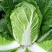 抗热白菜38白菜种子杂交高产抗病耐热耐抽薹大白菜种籽夏秋