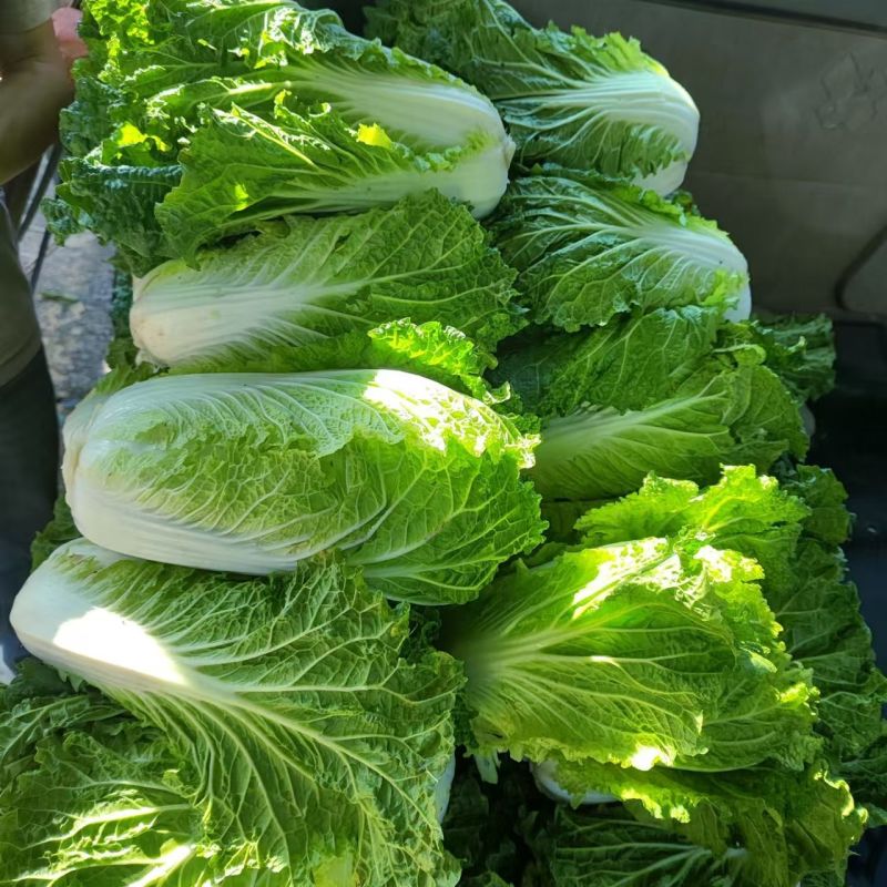 抗热白菜38白菜种子杂交高产抗病耐热耐抽薹大白菜种籽夏秋