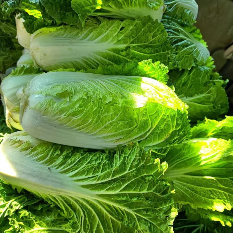 抗热白菜38白菜种子杂交高产抗病耐热耐抽薹大白菜种籽夏秋