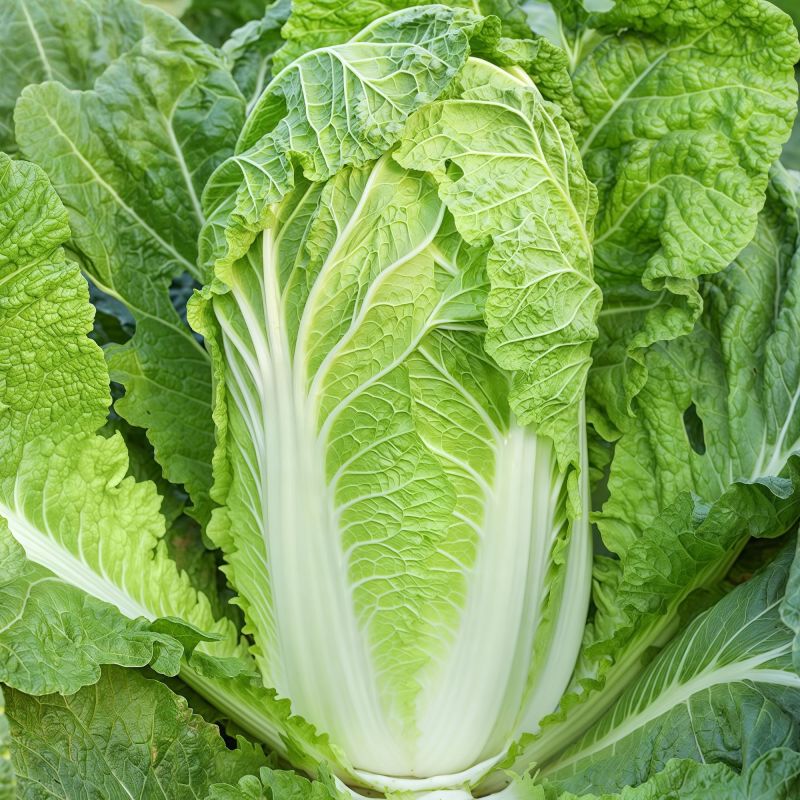 抗热白菜38白菜种子杂交高产抗病耐热耐抽薹大白菜种籽夏秋