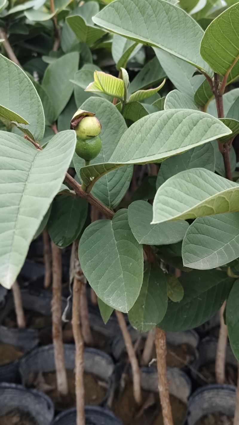 番石榴（嫁接苗），珍珠白番石榴（黑杯苗）