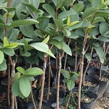番石榴（嫁接苗），珍珠白番石榴（黑杯苗）
