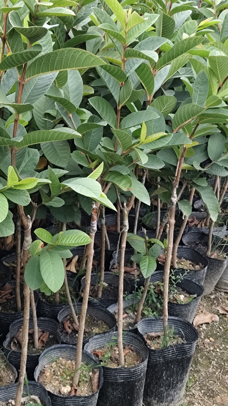 番石榴（嫁接苗），珍珠白番石榴（黑杯苗）