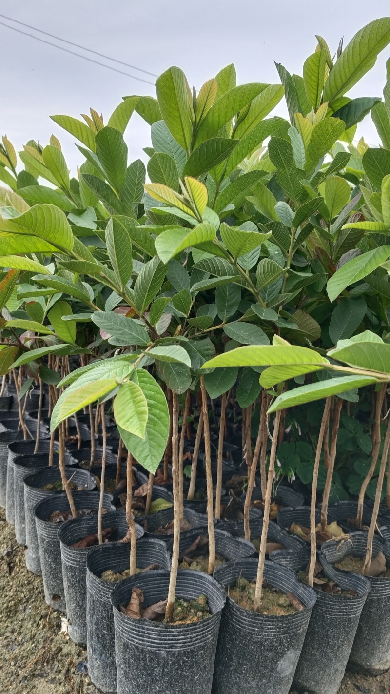 番石榴（嫁接苗），珍珠白番石榴（黑杯苗）