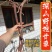 甘肃岷县深山野甘草