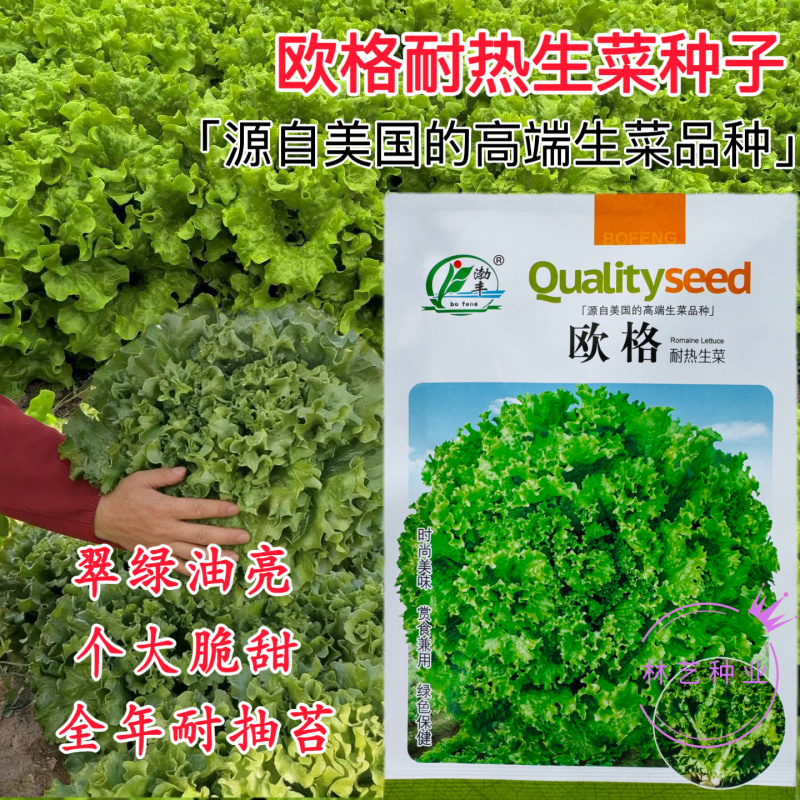 欧格耐热生菜种子绿叶速生散叶绿衫种籽绿依耐寒直立叶型生菜