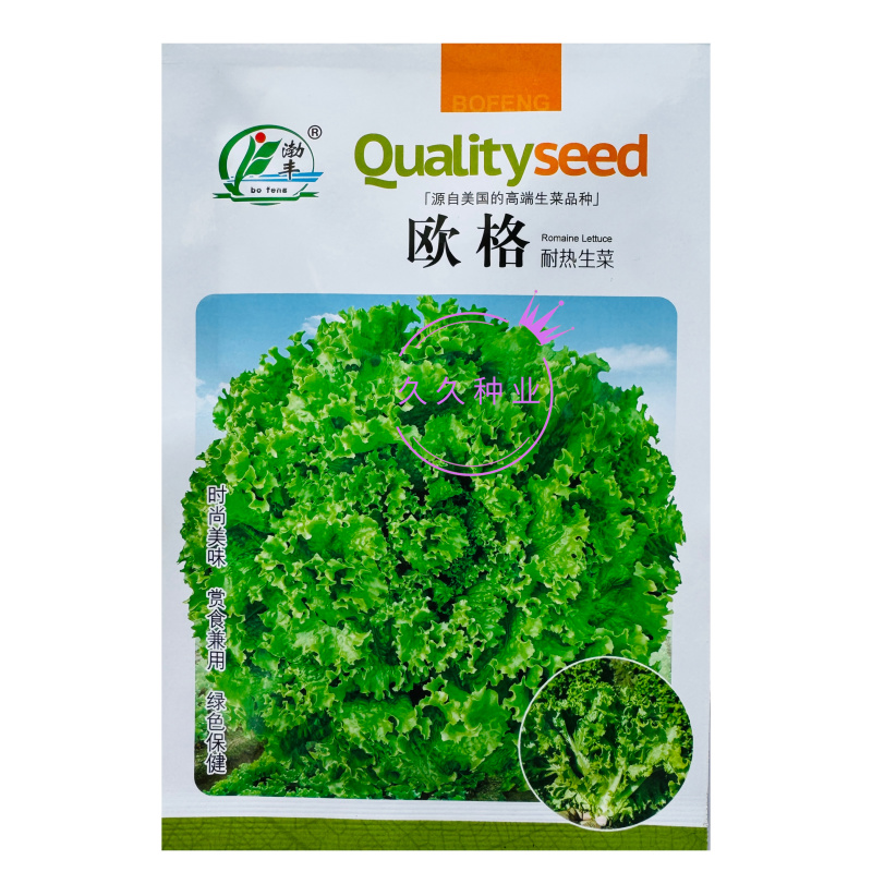 欧格耐热生菜种子绿叶速生散叶绿衫种籽绿依耐寒直立叶型生菜