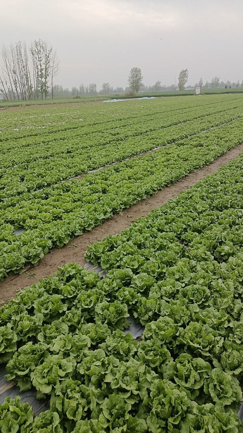 意大利生菜
