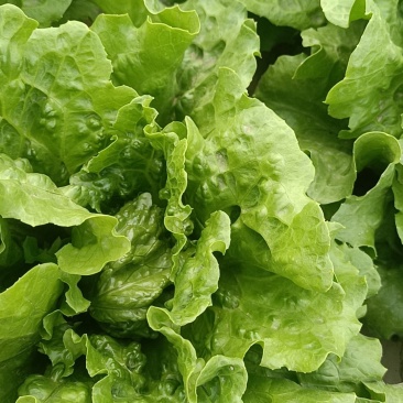 意大利生菜